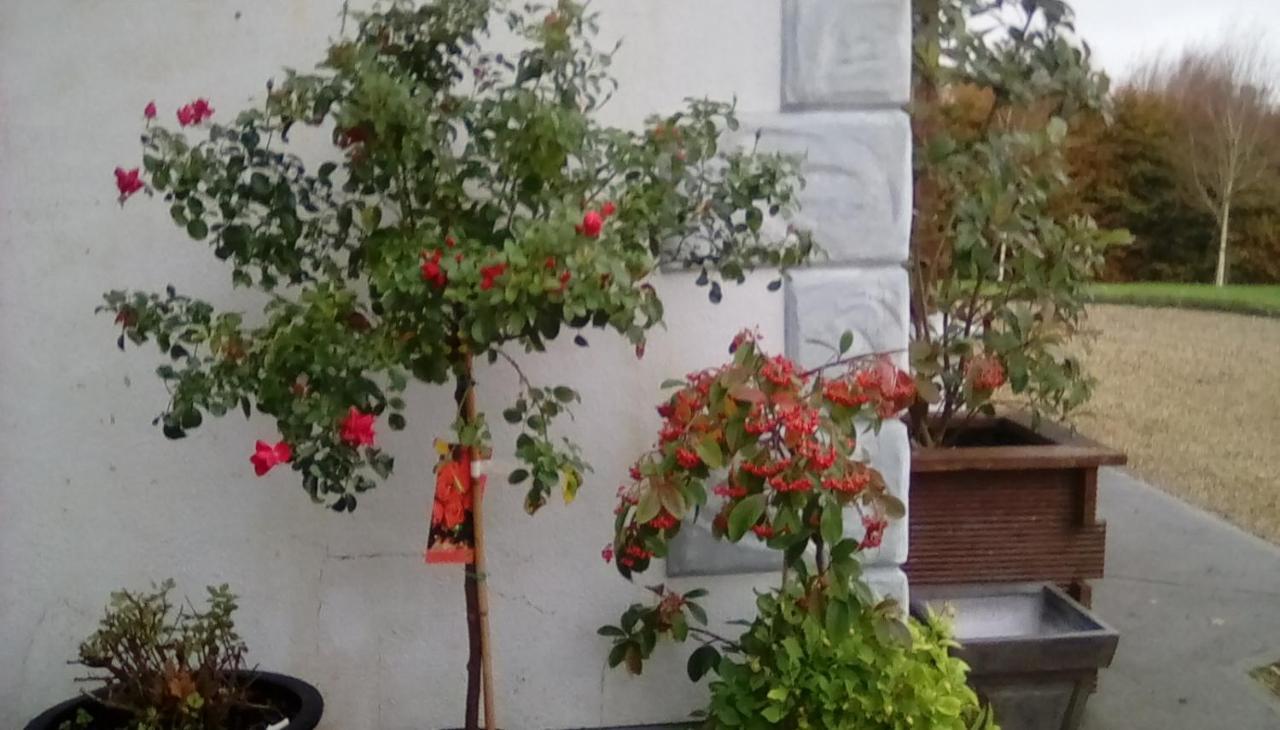 Ashford Haven B&B Cong Exteriör bild